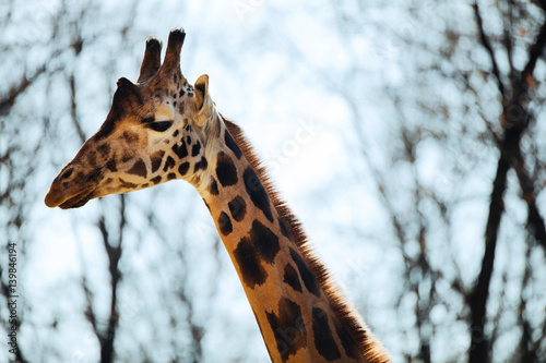 Beautiful giraffe head and neck