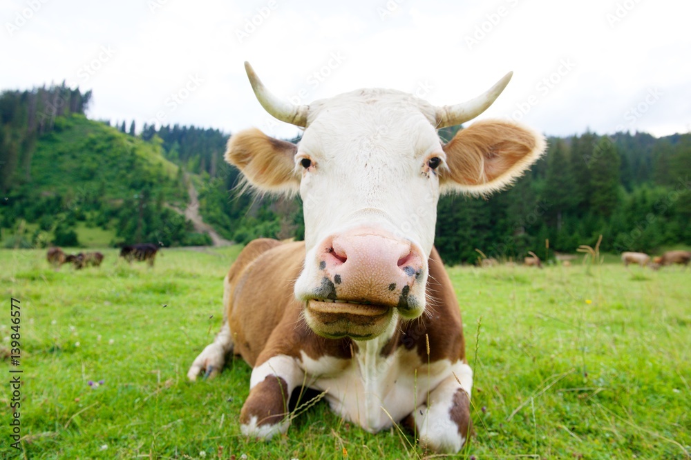 Cow on a green meadow