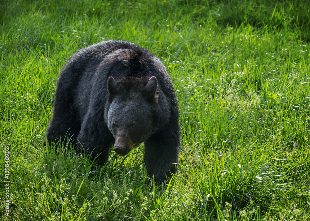 Black bear foraging in field, Great Smoky mountains, Tennessee Black bear foraging in field, Great Smoky mountains, Tennessee