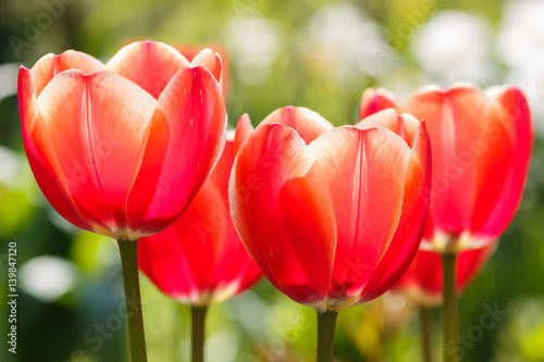 Beautiful rose tulip flowers with green blurred background.