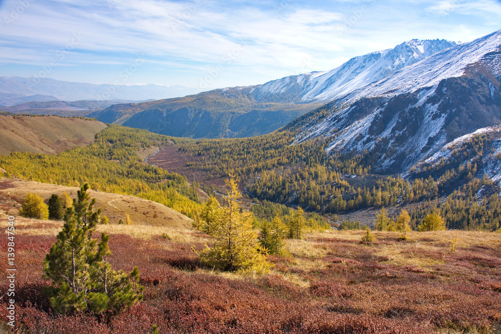 young trees of a cedar pine and larch against the background of an autumn mountain landscape in Altai