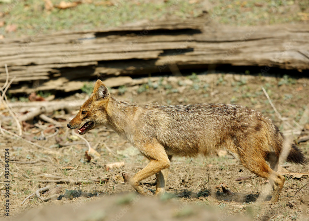 Obraz premium The Indian Jackal 