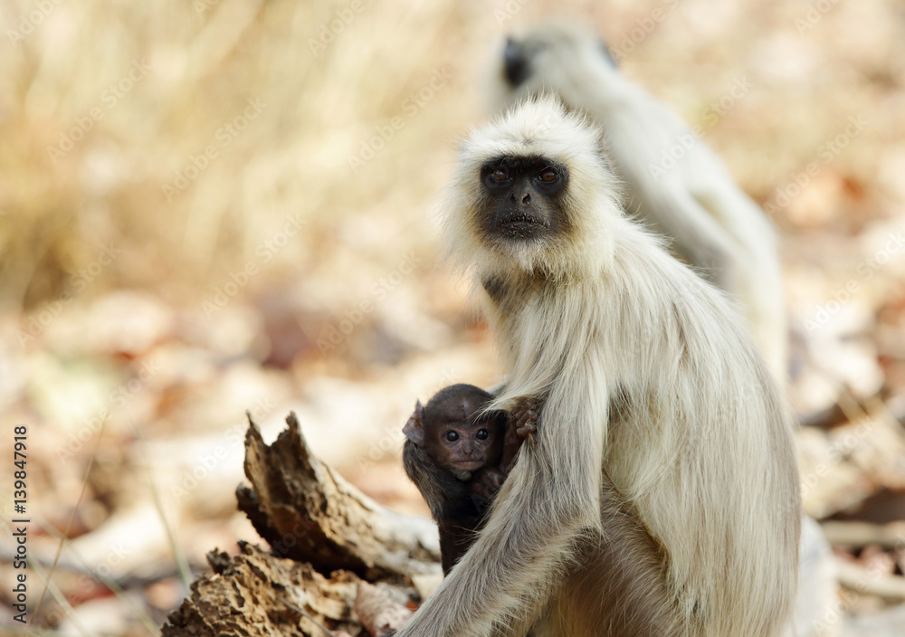 Gray Langurs are also called as hanuman Langurs