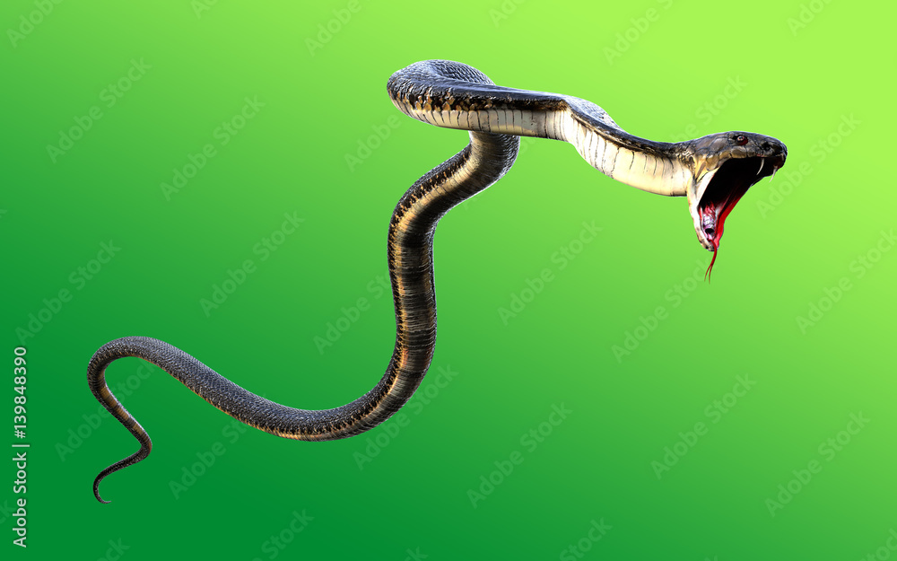 Fototapeta premium 3d King Cobra Najdłuższy na świecie jadowity wąż na zielonym tle, kobra królewska ilustracja 3d, kobra królewska renderowanie 3d
