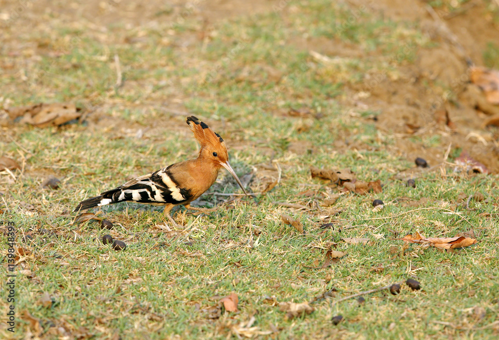 The hoopoe feeding, Pench tiger reserve The hoopoe feeding, Pench tiger reserve