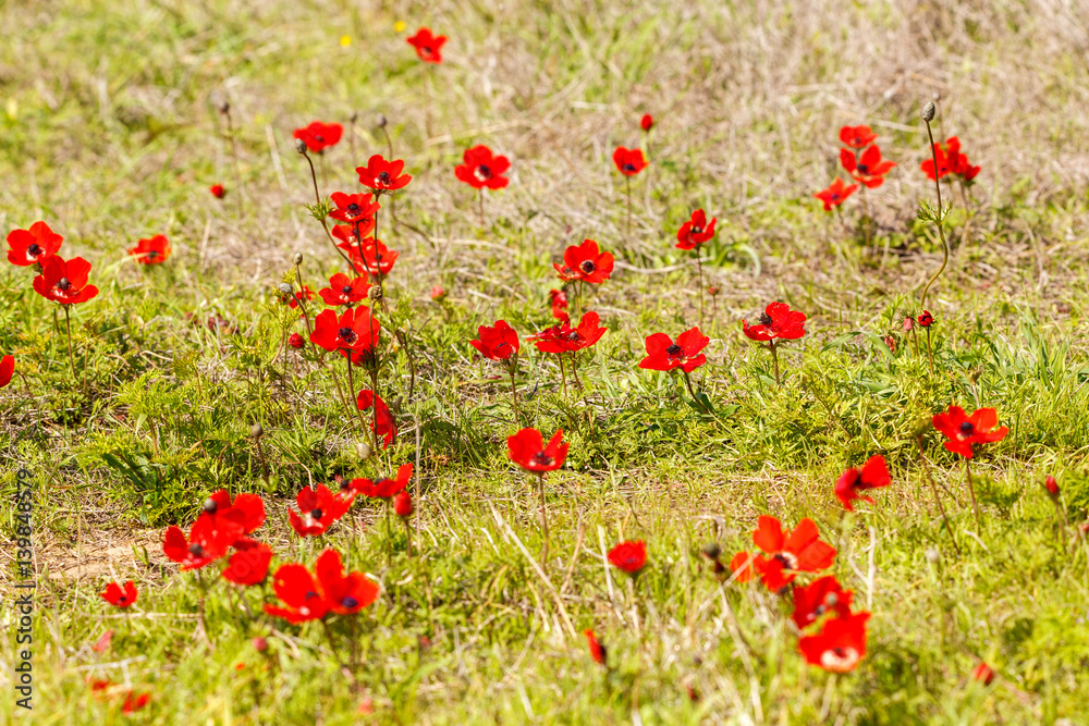 Fototapeta premium The bright red anemones on field
