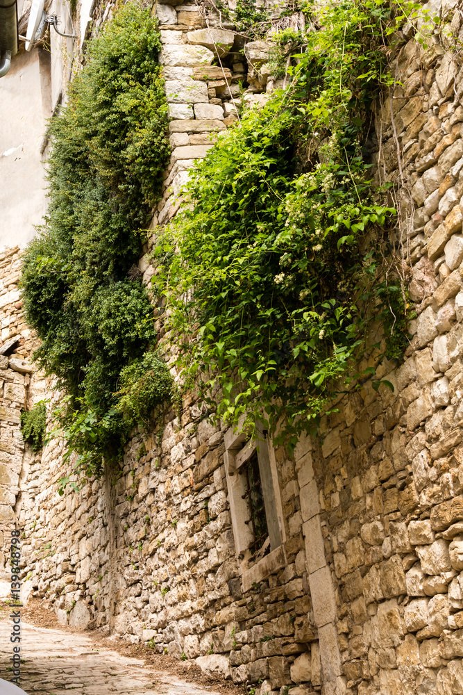 Lush vegetation of green ivy on ancient stone fortress wall. Old croatian town Motovun.
