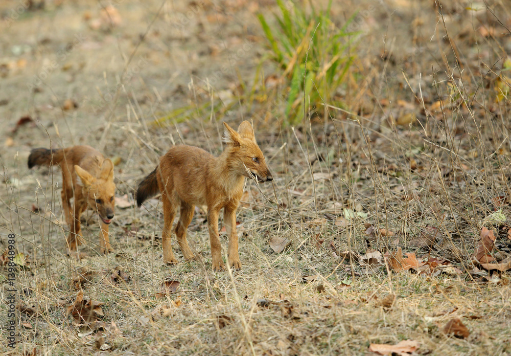 Juvenile Asiatic wild dog in Pench Tiger Reserve