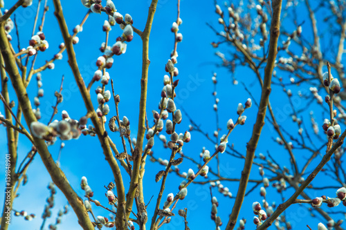 Kitten tree on the sky background 