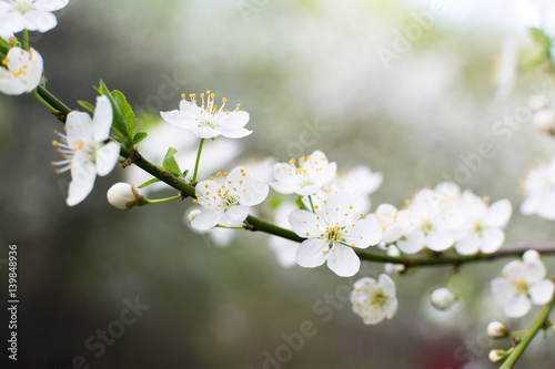 Closeup view of single cherry branch blossoms with bright white flowers. Abstract blossoms cherry bokeh Background.