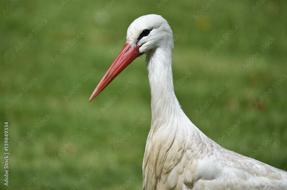 Fototapeta premium Der Weißstorch