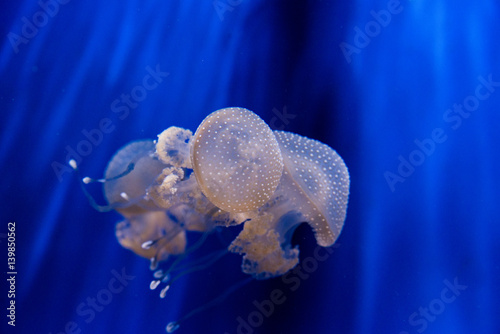Photography Beautiful jellyfish in sea aquarium in Italy