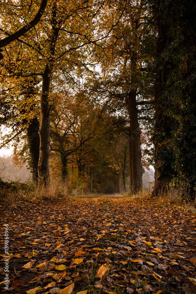 Naklejka premium Herbstlaub
