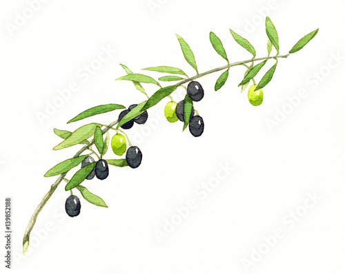 Olives, watercolor