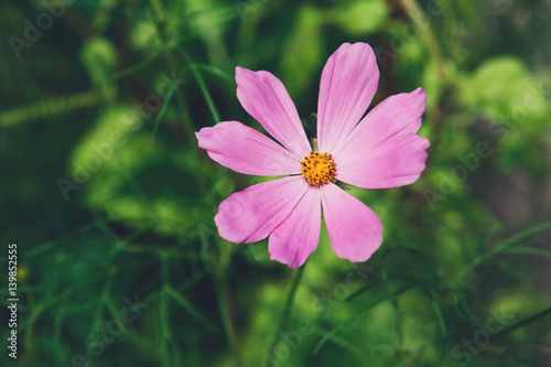 Mexican Aster pink flower or Garden Cosmos, closeup outdoors