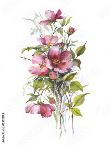 Hand-drawn watercolor tender summer blossom. Artistic dog rose flowers. Natural illustration for the decorative design on the white background.