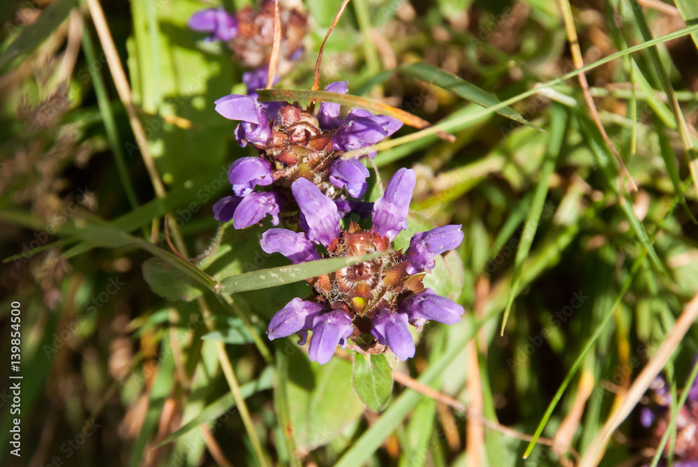 Flower of the Dolomites in the grass. Flower of the Dolomites in the grass.
