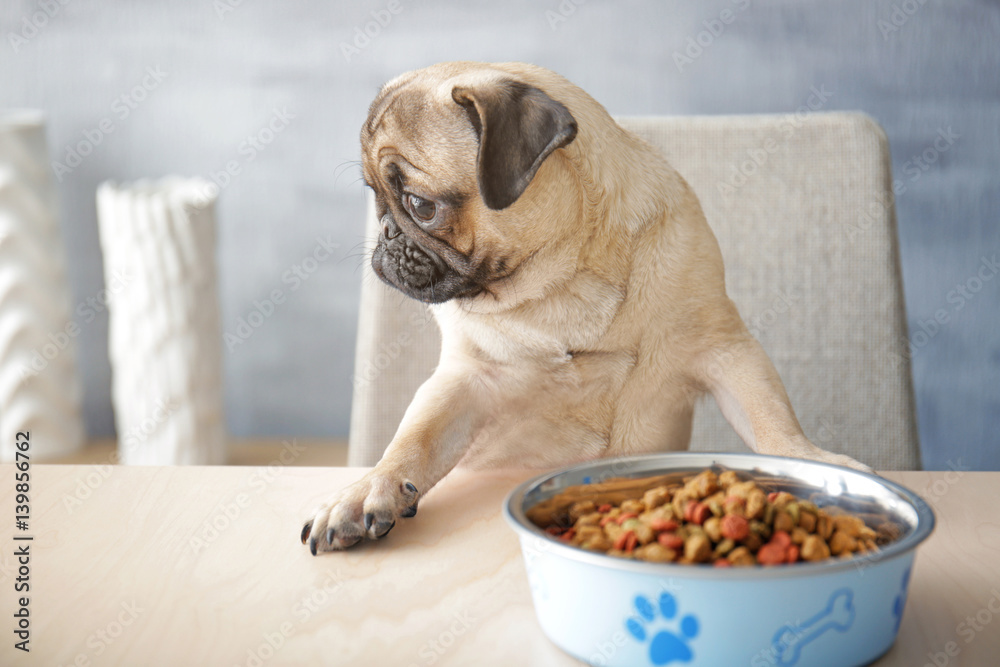 Hungry pug dog with food bowl ready to eat, sitting at dining table in  kitchen foto de Stock | Adobe Stock