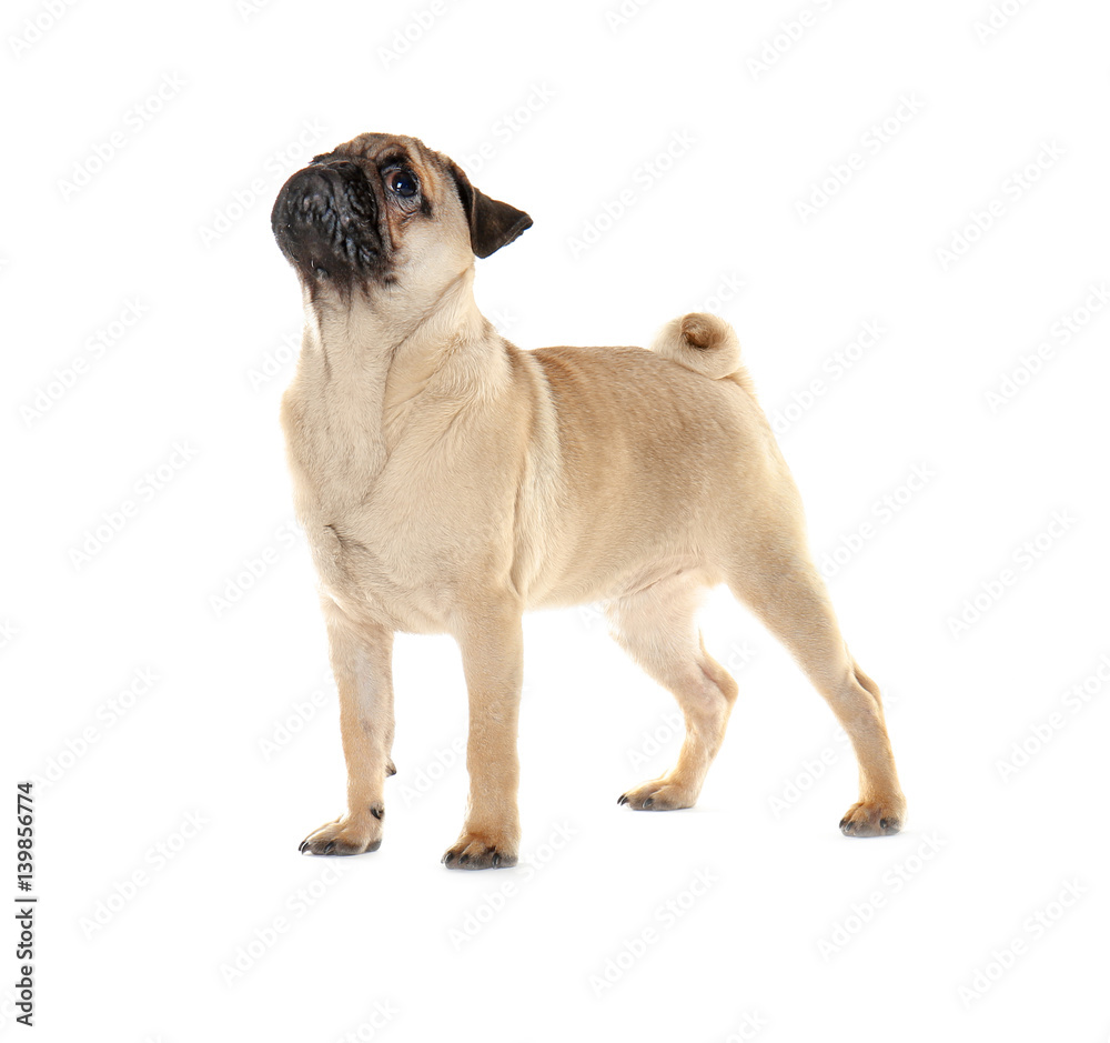 Proud pug dog on white background