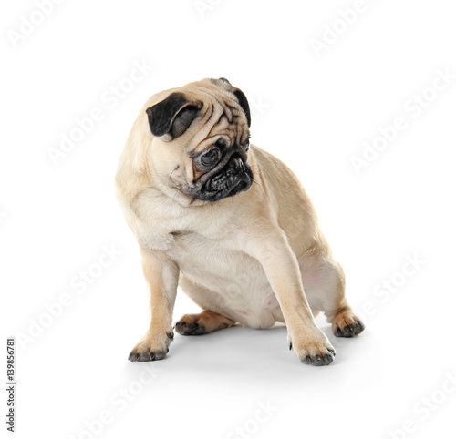 Pug dog on white background