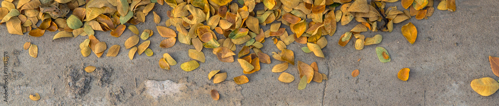 autumn leaf autumn leaf