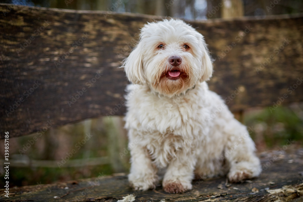 Havanese dog sitting on a wooden bench