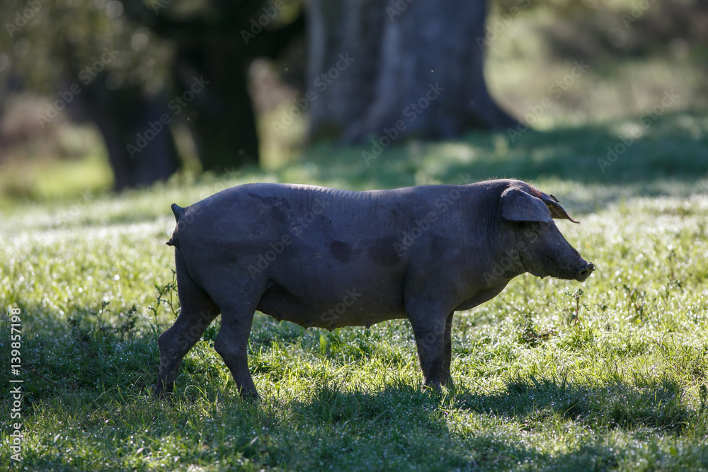 Fototapeta premium Young iberian pigs