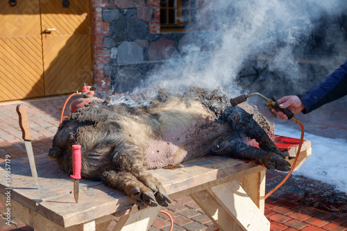 pig slauhtering. traditional home made pig slauhtering. The Mangalica is a Hungarian breed of domestic pig. photo