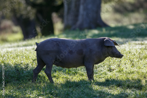 Young iberian pigs 