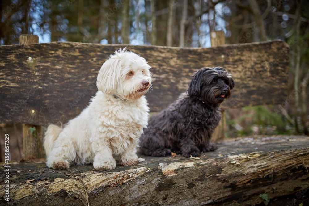 Havanese dog sitting on a wooden bench