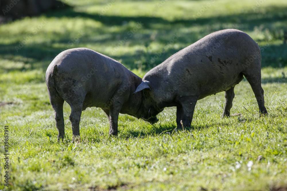 Young iberian pigs Young iberian pigs