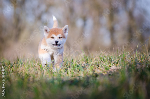 Puppy of akita inu in spring time