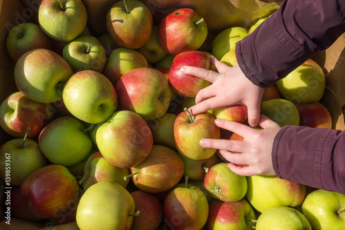 Child's hands on top of box of freshly piced apples. photo