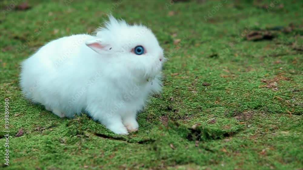 White Little Rabbit on Green Moss smelling White Little Rabbit on Green Moss smelling