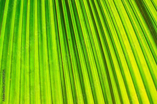 Closeup on palm green leaf for background