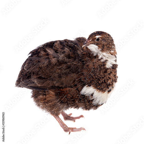 The common quail on white