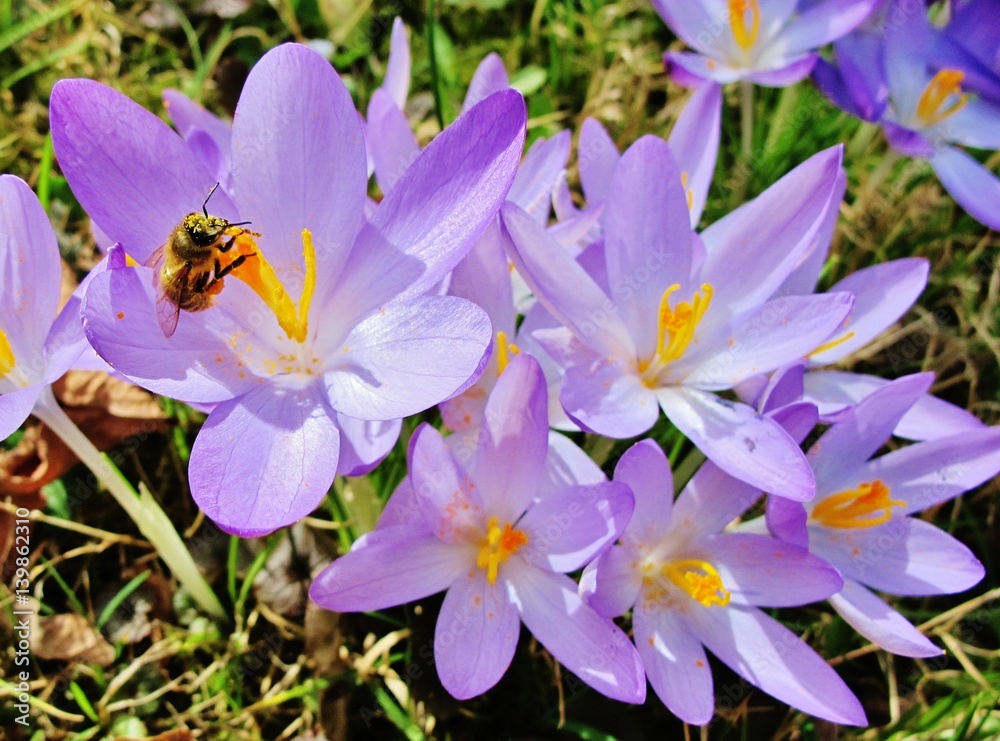 Krokusblüten Krokusblüten