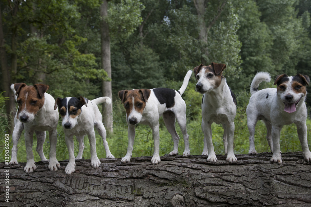 fox terrier Meute fox terrier Meute