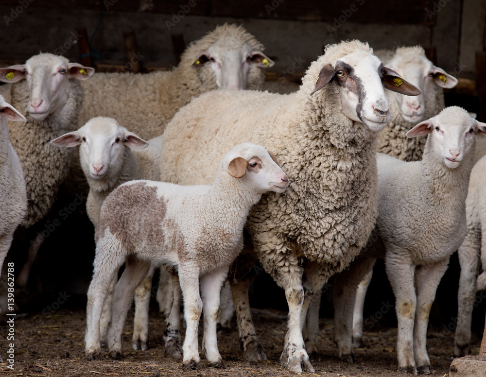 Obraz premium Sheep flock on farm