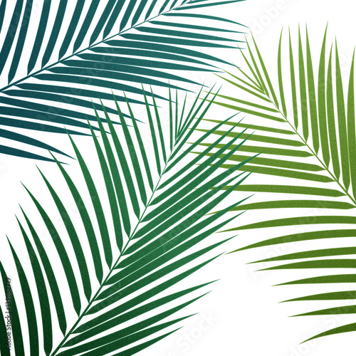 Palm leaves background. Vector exotic palm leaves