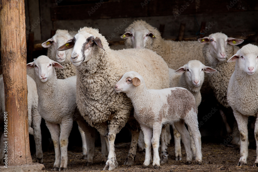 Obraz premium Sheep flock on farm