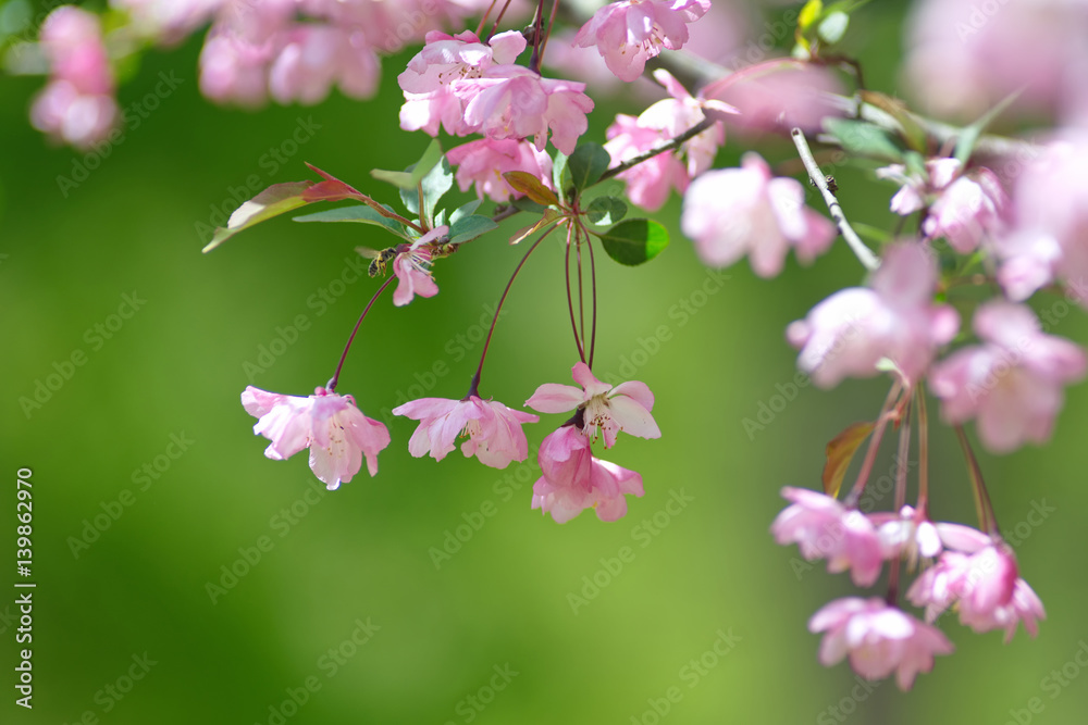 Fototapeta premium Pink Colored Flowers