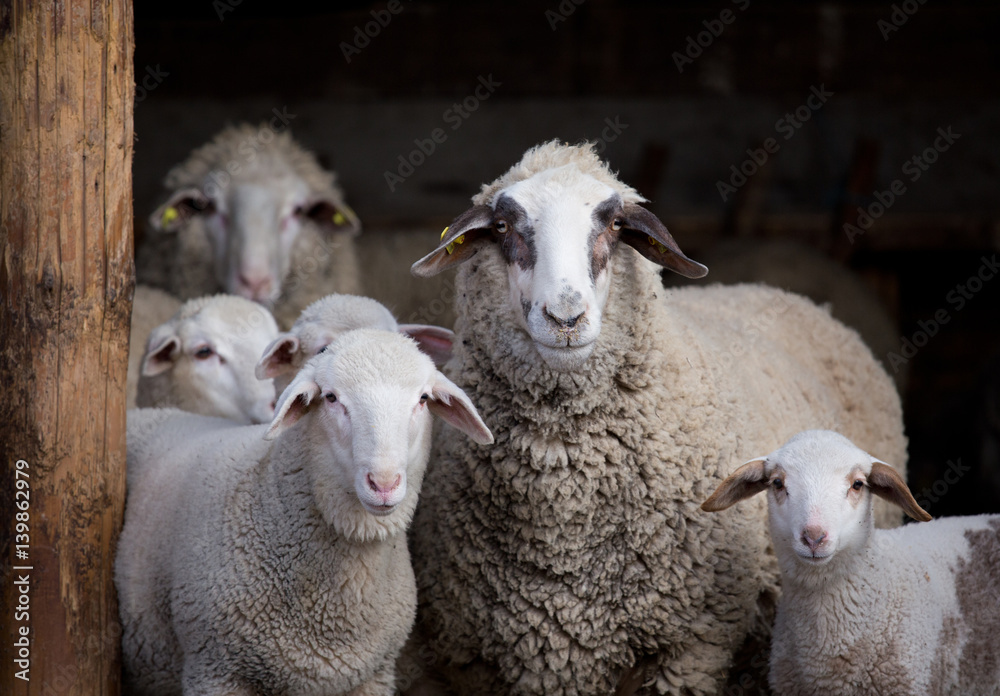 Fototapeta premium Sheep flock in barn