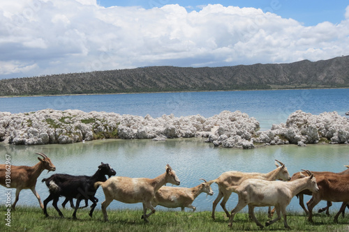 Cabras Lago Piedra
