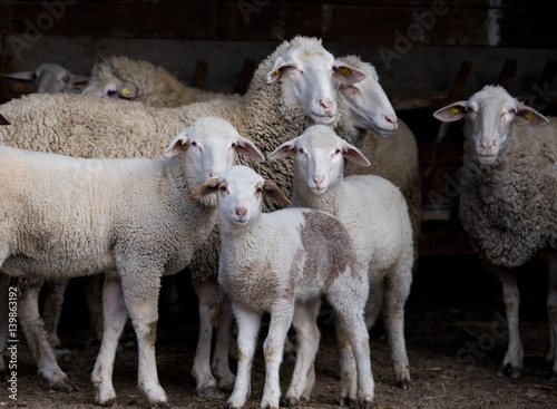 Sheep flock in barn