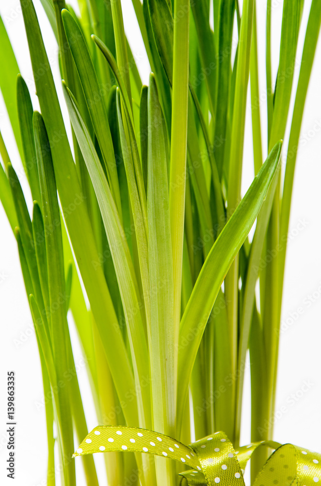 Fototapeta premium Rush daffodils (Narcissus jonquilla) in a pot on a white background