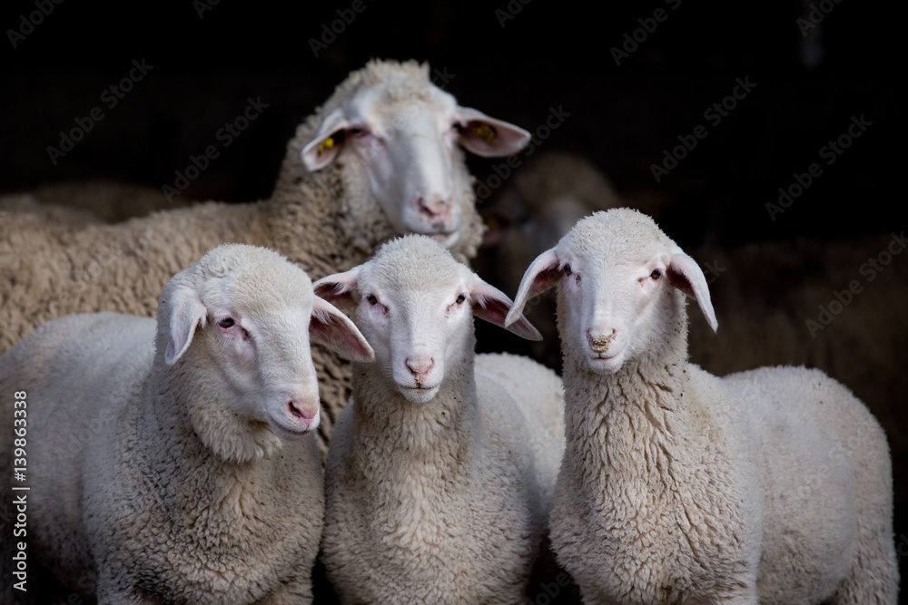 Naklejka premium Lambs and sheep in barn