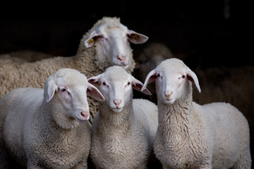 Ingelijste posters Schaap Lammeren en schapen in stal  © Budimir Jevtic