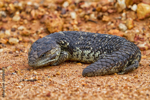 Skink - Western Austraia
