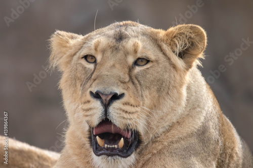 Fototapeta Naklejka Na Ścianę i Meble -  Indian Lion. Asiatic Female Lioness